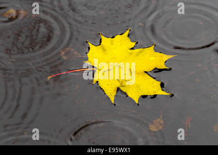 Golden maple leaf floating on the water under the raindrops Stock Photo