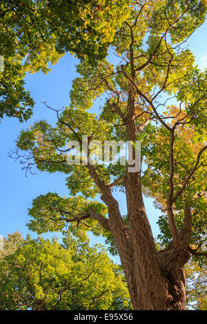 Under the canopy of the  Japanese corktree (Phellodendron japonicum) in autumn Stock Photo