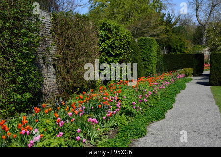 tulip bed border farmleigh estate phoenix park mixed mix colour color combination combo flowers tulips orange pink colors Stock Photo