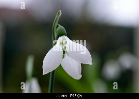 GRUMPY SNOWDROP Galanthus elwesii GREEN TEAR Stock Photo - Alamy