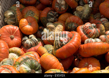 Turks Turban squash displayed in a commercial bin at a farm market in northern Illinois. Stock Photo