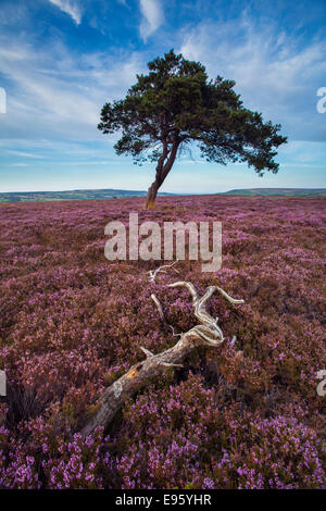 North York Moors Heather Stock Photo