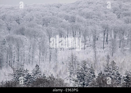 Wintry view with snow and trees in the Taunus near Engenhahn, Germany Stock Photo