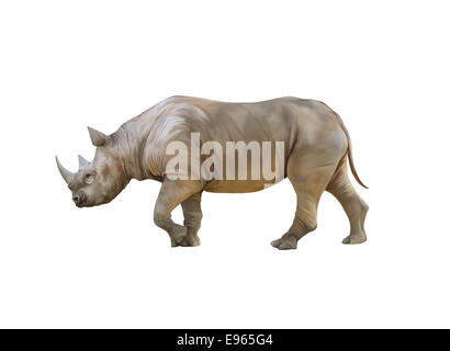 Big african Rhino, Rhinoceros isolated on a white background Stock Photo