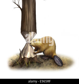 Beaver gnawing on tree. North American Beaver, Illustration isolated on white background Stock Photo