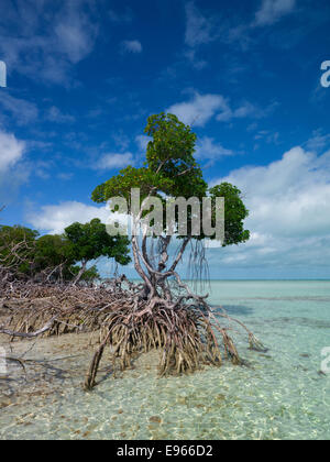 Mangroves in the Mud Key's, Key West Stock Photo - Alamy