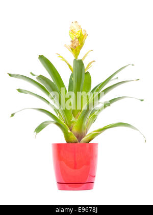 a bromeliad isolated on white background Stock Photo