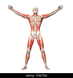 Human anatomy with visible skeleton and muscles Stock Photo