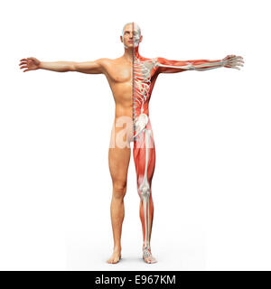 Human anatomy with visible skeleton and muscles Stock Photo