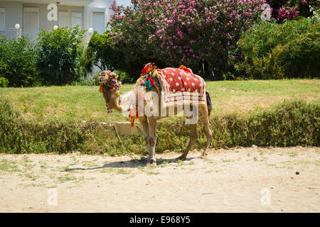 Camel on the beach. Turkey. Stock Photo