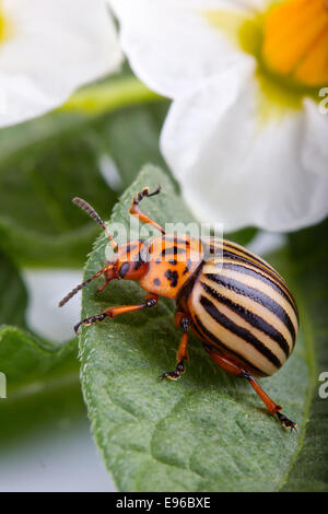Colorado potato beetle eating leaf Stock Photo