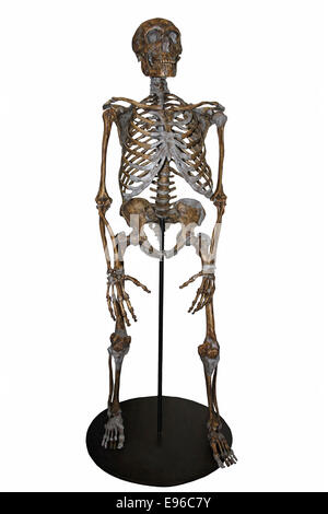 Neanderthal Skeleton Stock Photo