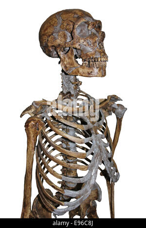 Neanderthal Skeleton Stock Photo