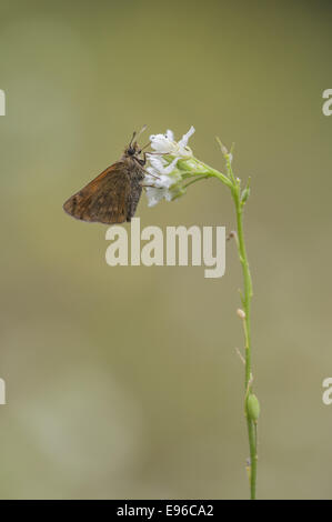 Large Skipper (Ochlodes sylvanus), Germany Stock Photo