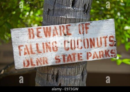 A sign warning of falling coconuts. Stock Photo