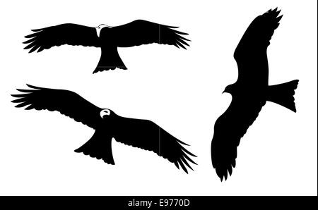 ravenous birds on white background Stock Photo