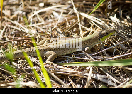 Balkan green lizard,  Lacerta trilineata Stock Photo