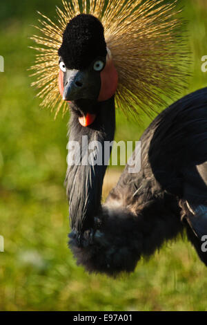 Black Crowned Crane (Balearica pavonina) Stock Photo