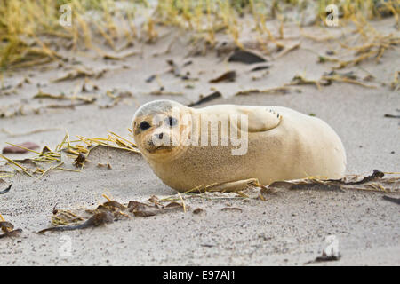 Harbor seal (Phoca vitulina vitulina) Stock Photo