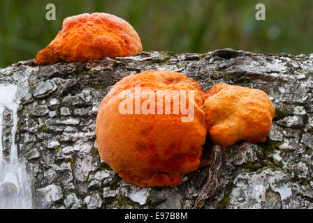 Cinnabar Polypore, a saprophytic fungus, on a dead Birch tree Stock Photo