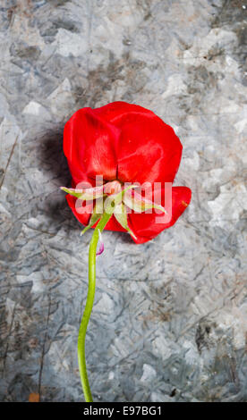 Single red rose lying on the arm of a sofa Stock Photo - Alamy