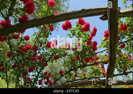 Climbing roses with full red blooms over a wooden trellis in a garden on the Bay of Naples near Sorrento in Italy, May Stock Photo