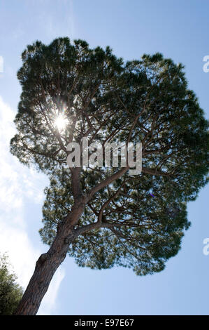 Umbrella or Italian stone pine tree, Pinus pinea near Sorrento, Italy Stock Photo