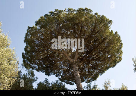 Umbrella or Italian stone pine tree, Pinus pinea near Sorrento, Italy Stock Photo