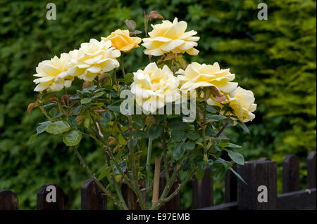 A fragrant standard yellow rose "Arthur Bell" in flower Stock Photo
