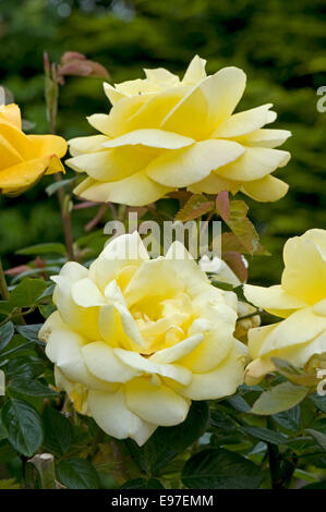 A fragrant standard yellow rose "Arthur Bell" in flower Stock Photo
