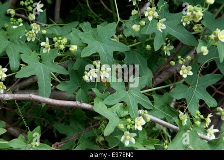 White or red bryony, Bryonia dioica, a vigorous climbing wild plant in flower on and old Leylandii hedge Stock Photo