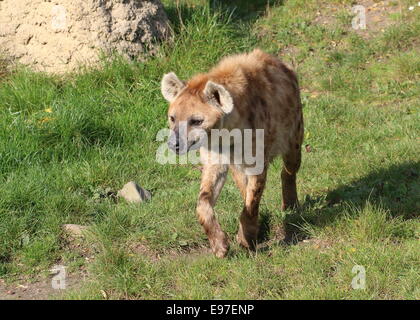 Walking African Spotted or laughing hyena (Crocuta crocuta) in close-up Stock Photo