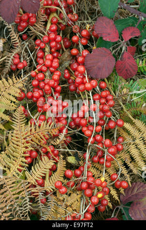 Black Bryony Tamus communis berries in Hedgerow Mid October Stock Photo
