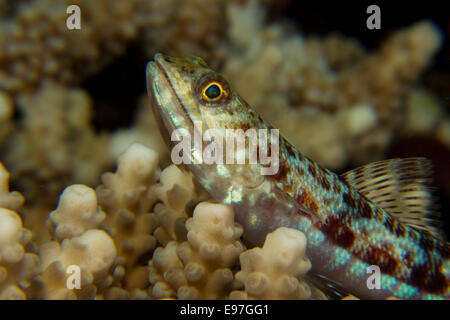 A Reef lizardfish rests on a promontory of coral. Stock Photo