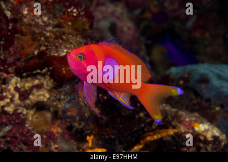 Close-up of a Male Squarespot anthias. Stock Photo