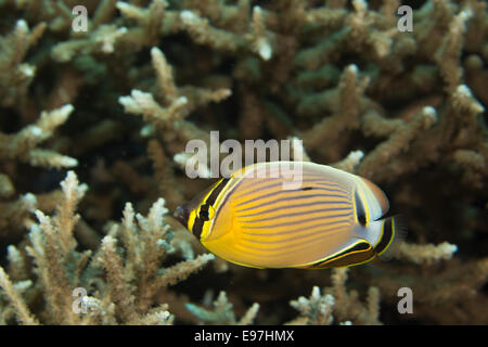 Redfin butterflyfish flits amid a field of hard corals. Stock Photo