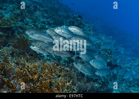 School of Bigeye trevally. Stock Photo