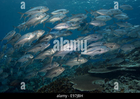 School of Bigeye trevally. Stock Photo