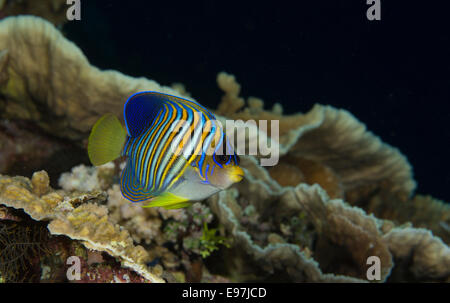 Close-up of juvenile Royal angelfish. Stock Photo
