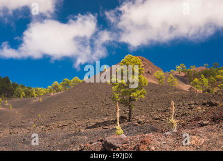 Montana Boca Cangrejo, a scoria cone in western Tenerife formed in the 1492 eruption, with taginaste rojo in foreground