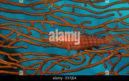 Close-up of a Longnose hawkfish perched on a gorgonian. Stock Photo