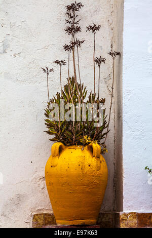 A cactus in an earthenware pot outside a whitewashed house in Sidi Bou Said, Tunisia. Stock Photo