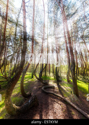 sun rays in a forest Stock Photo - Alamy