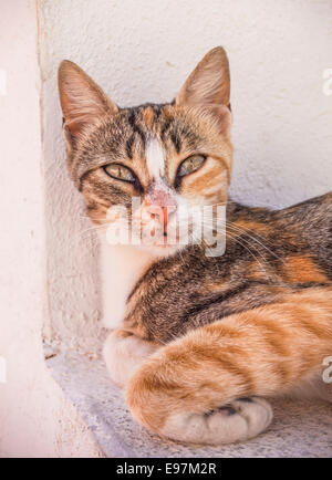 Wild Tabby Cat looking into camera, Fira, Santorini, Thira, Cyclades islands, Aegean Sea, Greece, EU, Europe Stock Photo