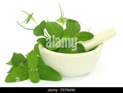 Medicinal herbs with mortar and pestle over white background Stock Photo