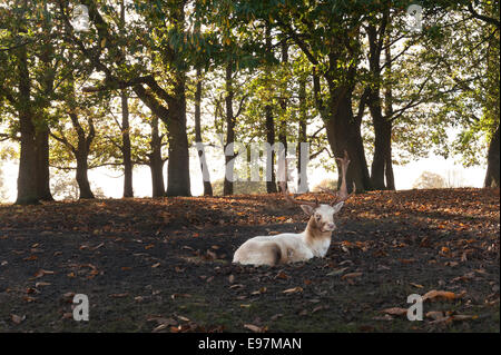 Barking fallow albino white deer stag calling after doe as resting in dug out rutting pit resting from injury as a dominant Stock Photo