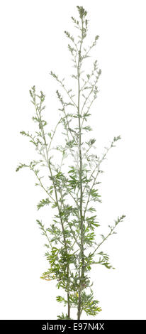 Fresh green wormwood (Artemisia absinthium) on white Stock Photo