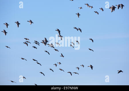 Pink-footed Geese (Anser brachyrhynchus).  Overwintering geese descending. Martin Mere. WWT Burscough Lancashire. October Stock Photo