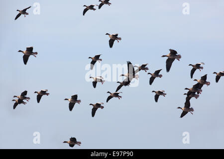 Pink-footed Geese (Anser brachyrhynchus).  Overwintering geese having come in to roost.  Martin Mere. WWT Centre, Lancashire. UK Stock Photo