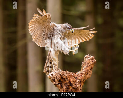 Northern Goshawk [Accipter Gentilis] in flight in a woodland forest setting landing on a tree stub. Stock Photo